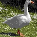 Whiteduck